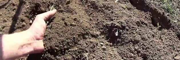 Ruka drží kyslou zahradní půdu pro domácí přípravu.