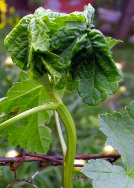 Damaged gooseberry leaves