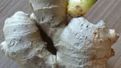 Zázvorový kořen s výhonkem na dřevěném povrchu