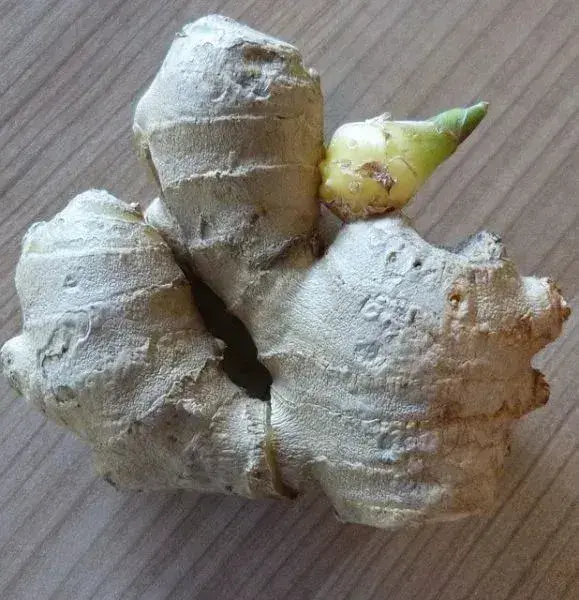 Zázvorový kořen s výhonkem na dřevěném povrchu