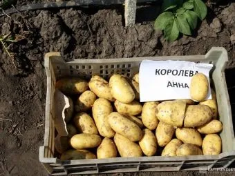 Korba s brambory odrůdy Queen Anna na zemi