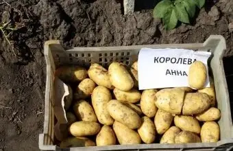 Korba s brambory odrůdy Queen Anna na zemi.