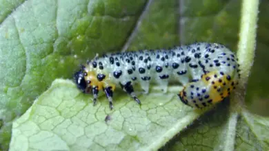 Larva pilatky na listu rybízu.