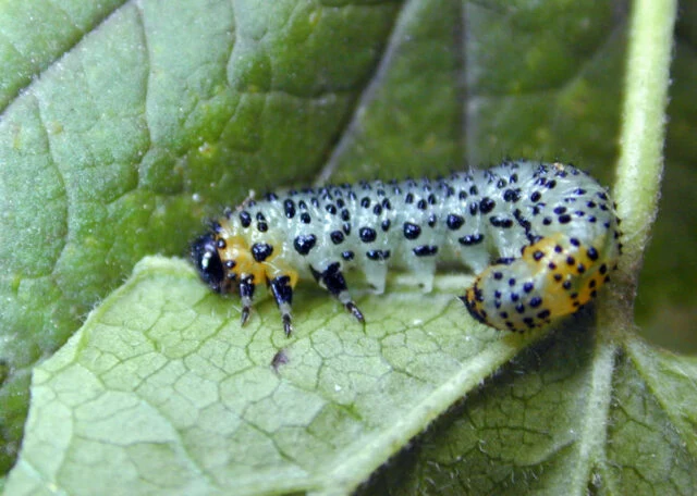 Larva pilatky na listu rybízu.