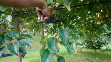 Ruční řezání lodyhy rostliny kiwi zahradními nůžkami.