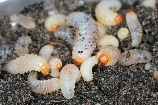 White grubs in soil