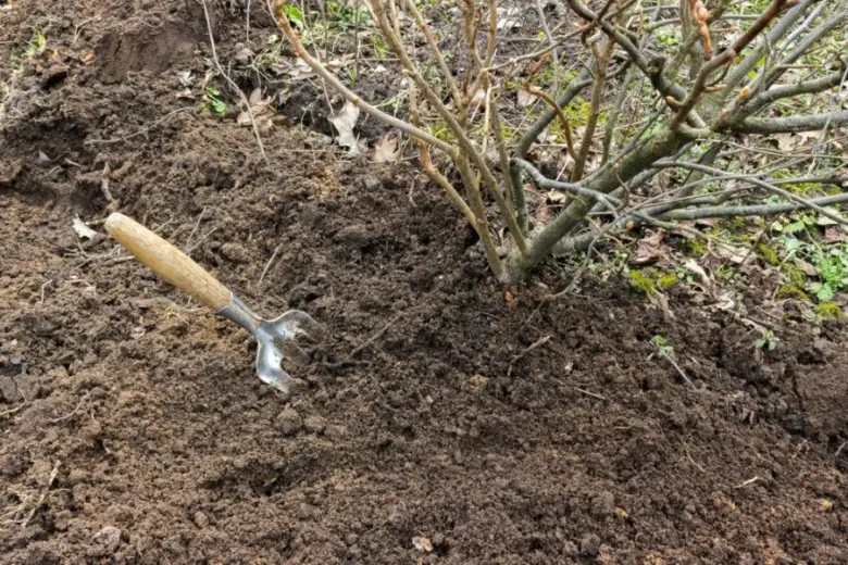 Rukouška v zemi u kořenů keře při přesazování rostliny.
