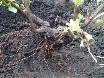 Odkopávaný hroznový keř s viditelnými kořeny při přesazování