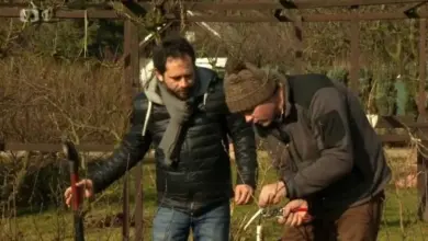 Dva muži řezou rostliny v zahradě při péči o angrešt.