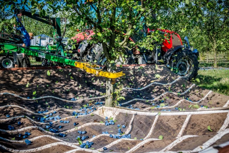 Traktor sbírá švestky z ovocného sadu do sít na zemi.