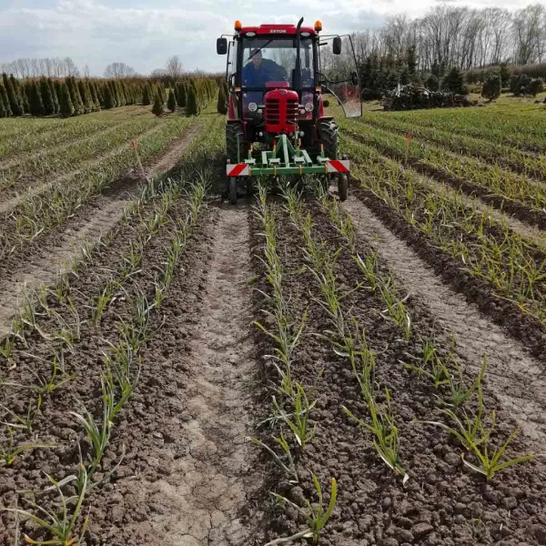 Traktor pěstuje řádky česneku na poli.