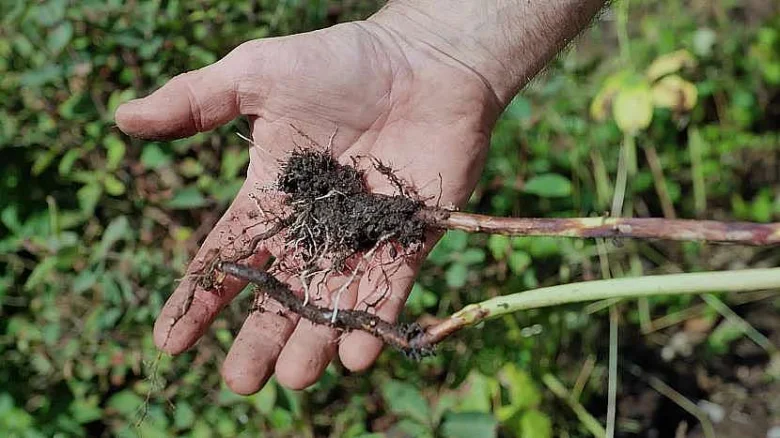 Ruka drží oddělenou část ostružiny s kořeny pro množení.