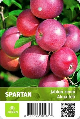 Spartan apple cluster