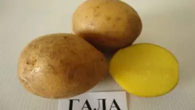 Gala potato variety
