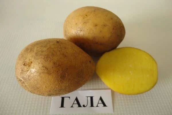 Gala potato variety