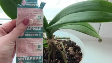 Ruka drží balení kyseliny jantarové vedle orchideje v květináči.
