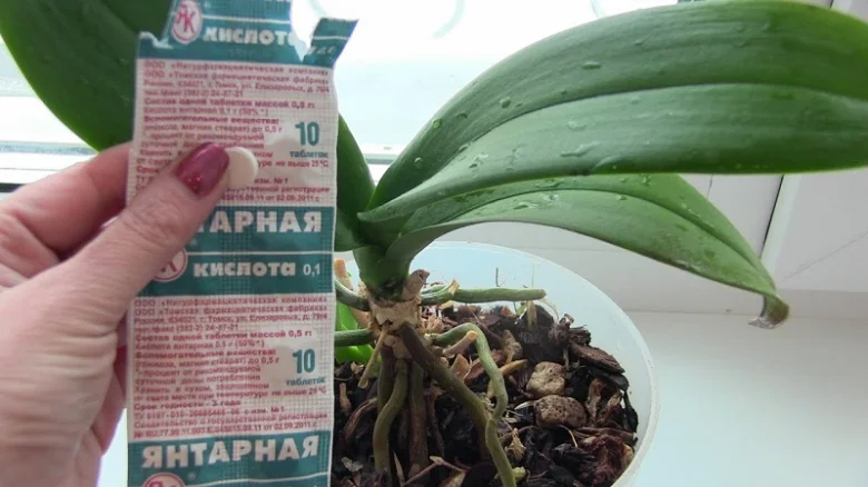 Ruka drží balení kyseliny jantarové vedle orchideje v květináči.