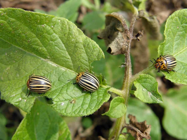 Colorado potato beetle on leaves