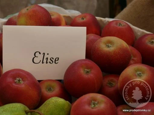 Koš s červenými jablky odrůdy Elise na trhu.