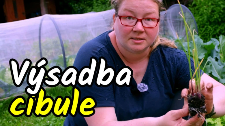 Žena drží cibulovou sazenici v zahradě.