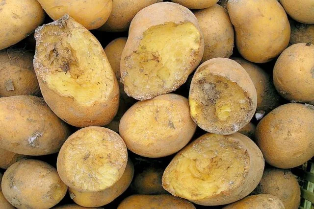 Brambory s zelenou vnitřností po špatném skladování.