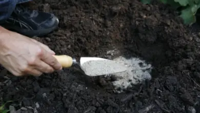 Ruka s lopatkou nasypava kuru do díry v zemi kolem rostliny.