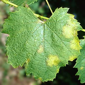 Grape leaf with disease spots