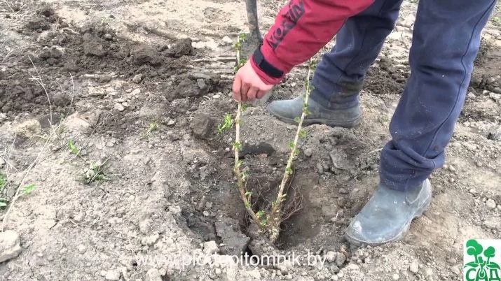 Osazování mladé ostružiny do země při množení.