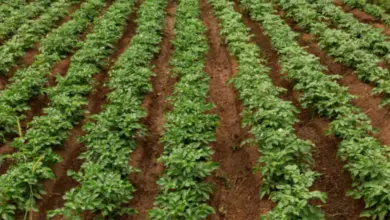 Potato field rows