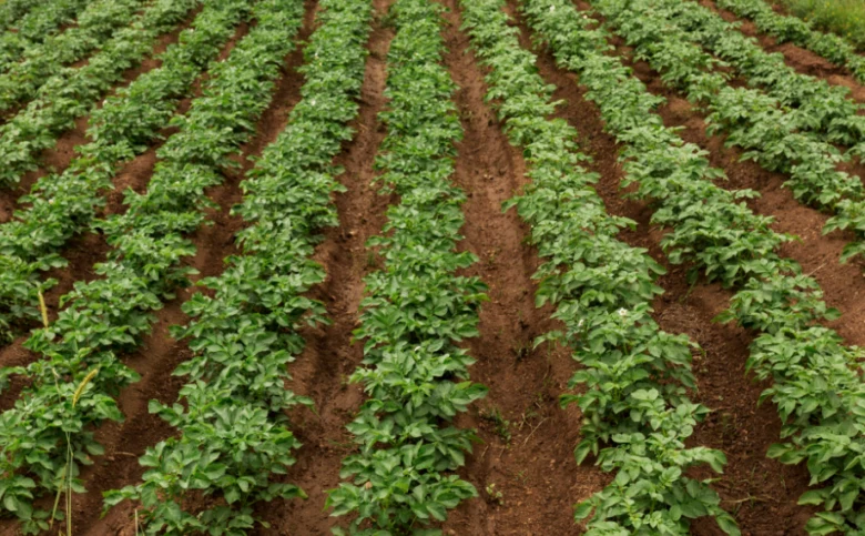 Potato field rows