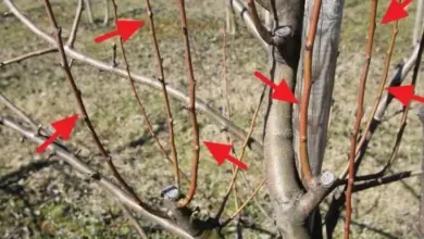 Prořezaná sloupovitá hruška s viditelnými řeznými místy na větvích.