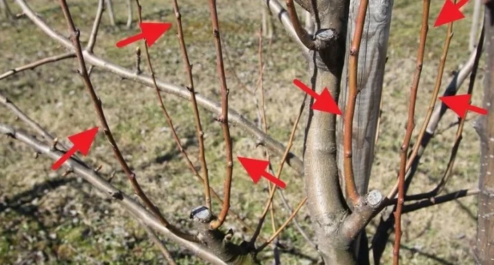 Prořezaná sloupovitá hruška s viditelnými řeznými místy na větvích.