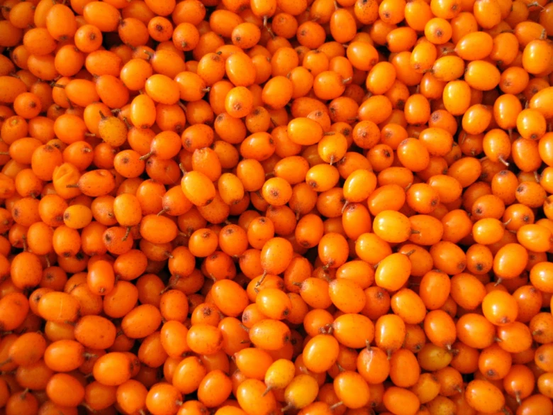 Sea buckthorn berries