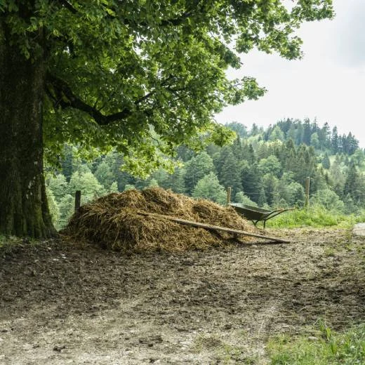 Hromada kravského trusu vedle vozíku pod stromem.