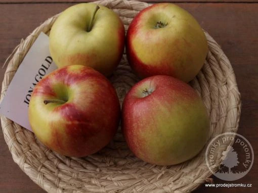 Jonagold apples in basket