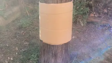 Jablonek obalený kartonem pro hojení prasklého kmene.