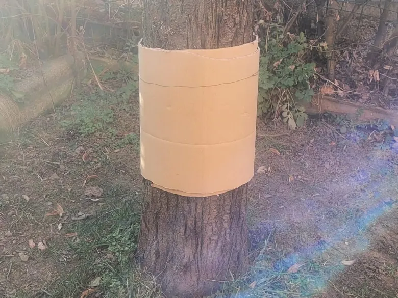 Jablonek obalený kartonem pro hojení prasklého kmene.