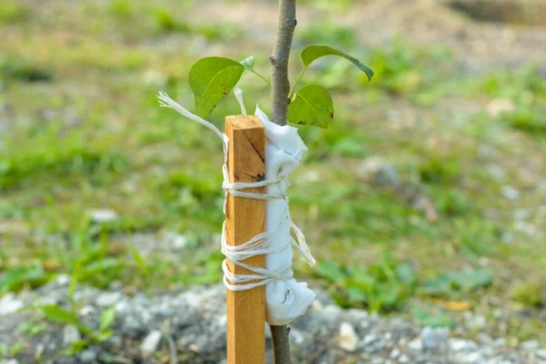 Mladý stromík hruše podpořený dřevěným kolíkem s ochranným obalem pro stabilizaci po výsadbě.