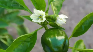Zelená paprika s květem rostoucí na keři.
