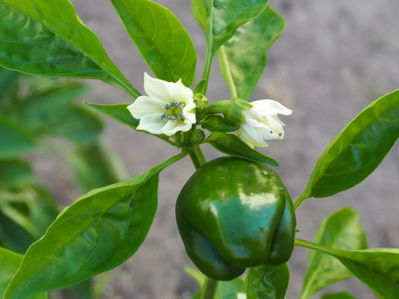 Zelená paprika s květem rostoucí na keři.