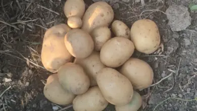 Svazek čerstvě vykopaných brambor na zemi.