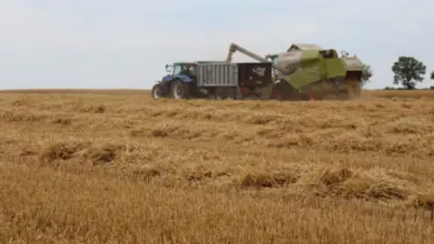 Traktor s přívěsem a kombajn sklízí obilí na poli.