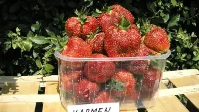 Plastový kontejner s jahodami odrůdy Carmen na dřevěném paletu venku.