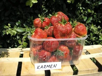 Plastový kontejner s jahodami odrůdy Carmen na dřevěném paletu venku.
