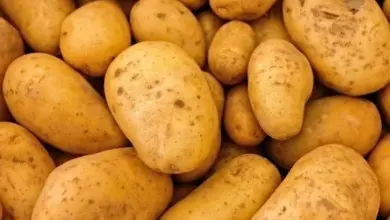 Hromada čerstvých žlutých brambor bez kůry.