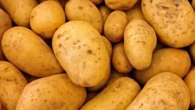 Potatoes pile