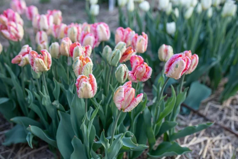 Rostoucí růžovo-bílé tulipány v zahradním záhonu s vrstvou slámy.