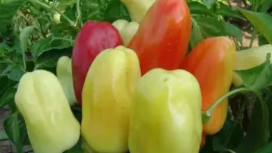 Bulharská sladká paprika Boneta v různých barvách rostoucí na keři