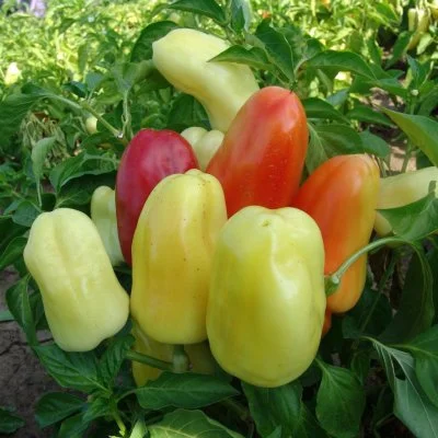 Bulharská sladká paprika Boneta v různých barvách rostoucí na keři