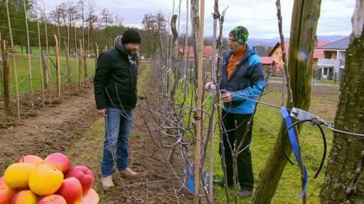 Muži řezí angreštové keře v sadu s nůžkami.